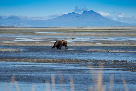 Alaskan Coastal Brown Bear grizzly searches for fish in a river in Katmai National Park, sitting on a sandbarの写真素材