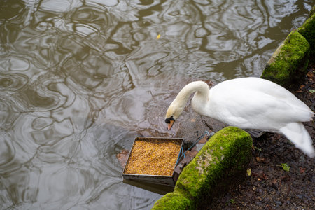 Swan eats bird food placed in a container along a lake. Taken at Pena Palace gardens in Sintra, Portugalの写真素材