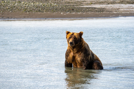 A coastal Alaska brown bear wanders in the river, looking for salmon in Katmai National Park....
