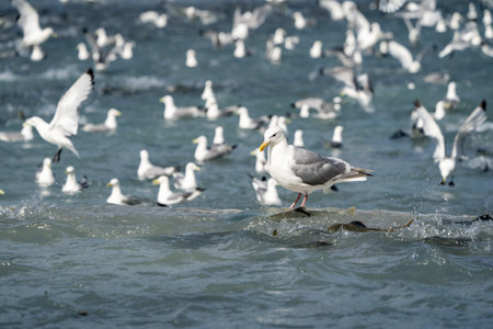 Tons of hungry seagulls feast on salmon during the annual salmon run in Valdez, Alaskaの写真素材