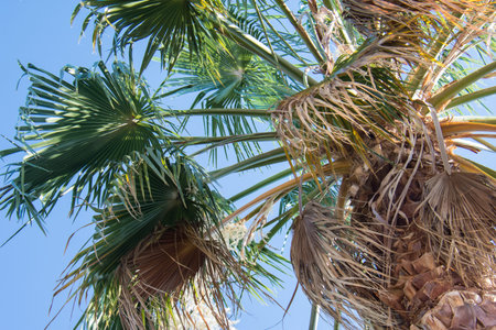 Close up of a palm tree against a blue sky