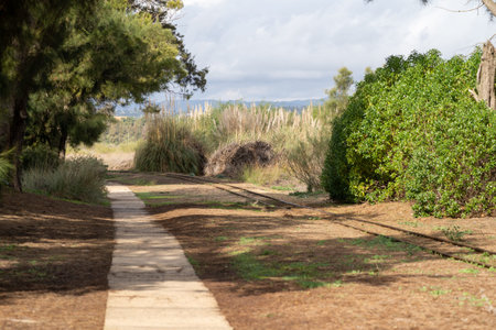 Tracks for a tourist mini train at Ilha de Tavira connecting Barril Beach with Pedras del Rei in the...