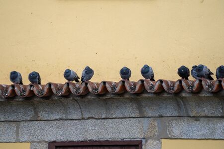 Pigeons sit on clay rooftop tiles above a window on a building with yellow facade in Porto, Portugalの写真素材
