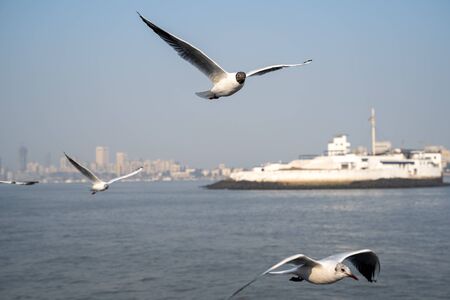 Seagull bird in flight against bright blue sky. Taken on the Elephanta Island Ferry n the Arabian Sea in Mumbai India. Focus on one birdの写真素材