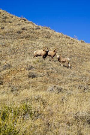 Herd of bighorn sheep on a grassy mountain hill on a sunny Montana dayの写真素材