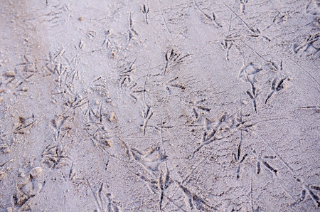 Seagull footprints on the sandy beach