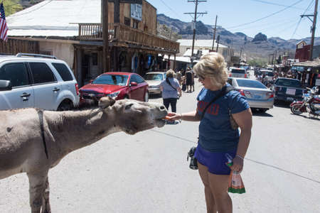 MAY 15 2018 - OATMAN, ARIZONA: Woman tourist feeds a wild burro on the streets of Oatman Arizona, along Route 66のeditorial素材