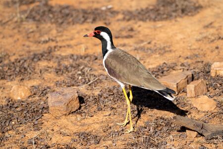 A Red Wattled Lapwing bird in Ranthambore Indiaの写真素材