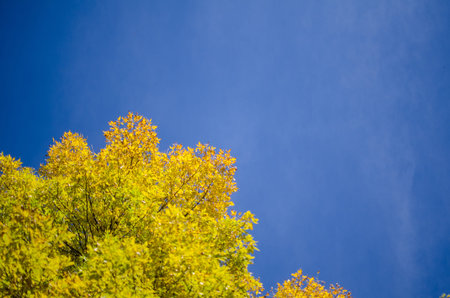 Negative space photo of bright yellow maple leaves on a tree against blue sky