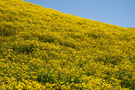 Large field of goldfield hillside daisies during California superbloomの写真素材