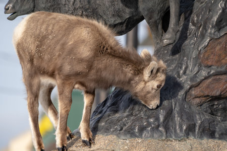 A confused bighorn sheep baby ewe stands on top of a statue of Bighorn sheep, confused, thinking the animals are real.の写真素材