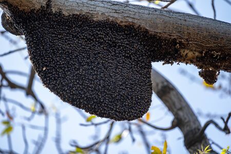 Large beehive with wasps on a tree, close up viewの写真素材