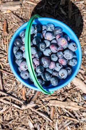 Bucket filled with freshly picked blueberries at a U-Pick blueberry farmの写真素材