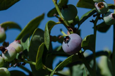 Close up, selective focus of blueberries ripe and ready to be pickedの写真素材