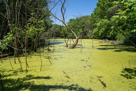 Swamp bog with algae and pond scum, with overgrown tree roots. Taken at Minneopa State Park in Mankato, Minnesotaの写真素材