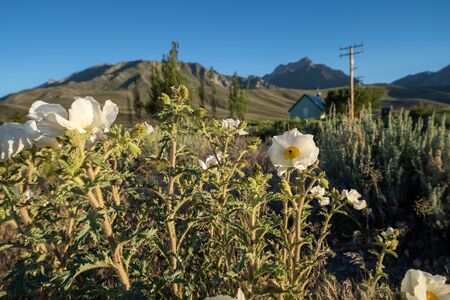 Chicalote, also known as a prickly poppies, with a green church (blurred intentionally) along US 395 highway in Mammoth Lakes Californiaの写真素材