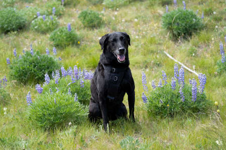 Adult black labrador retriever dog sitting in a field of mountain lupine wildflowers. Taken at Loaf Mountain overlook along the Cloud Peak Skyway in Wyomingの写真素材