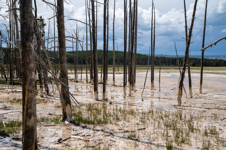Beautiful petrified dead trees growing out of the hot spring thermal area of Fountain Paint Pots in...