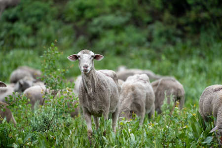 Herd of sheep grazing along the Teton Pass near the Idaho and Wyoming state border, along Pine Creek Passの写真素材