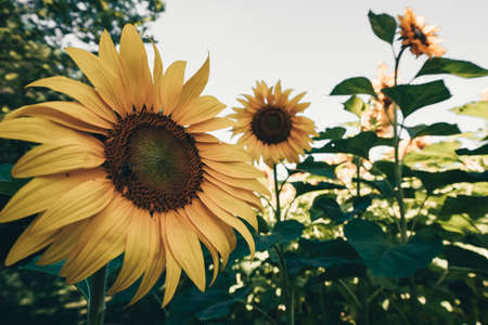 Wide angle view of blooming sunflowers in the field. Taken in Minnesotaの写真素材