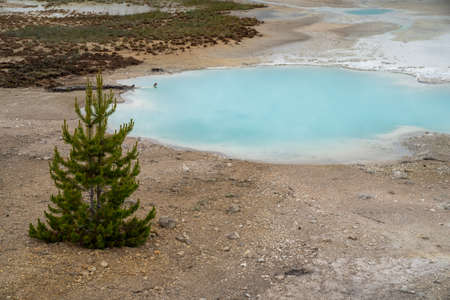 Small lodgepole pine tree grows among the steaming geysers and hot spring geothermal features of Norris Geyser Basin in Yellowstone National Parkの写真素材