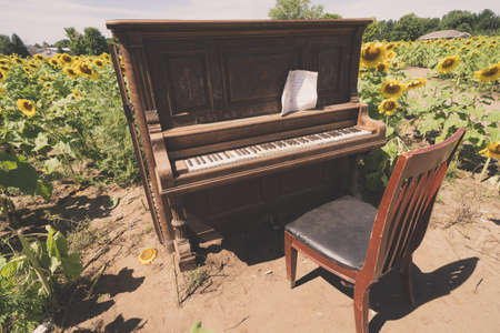 Rustic old piano and chair sitting in a sunflower field. Artistic filter appliedの写真素材