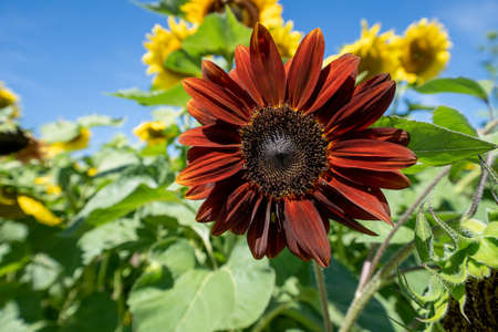 red sunflower among a field of traditional yellow sunflowers. Vibrant, mid-day sunshineの写真素材