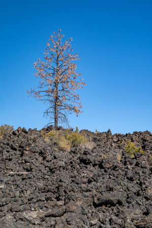 Lone tree growing out of the lava rock at Lava Lands - Newberry Volcano National Monument in Oregonの写真素材