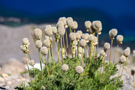 Western pasqueflower (also known as towhead baby flower) growing wild at Crater Lake National Park