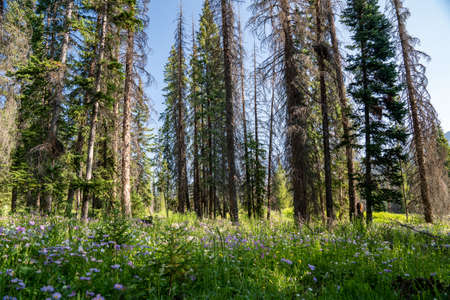 Tall trees and purple wildflowers in the Shoshone National Forest, near Brooks Falls Wyomingの写真素材