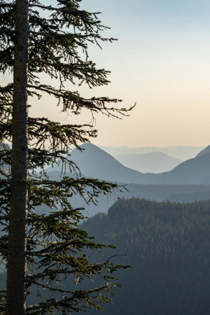 Sunset view of Mount Rainier National Park with silhouettes of the Cascade range and trees