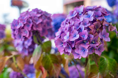 Purple Hydrangea flowers, in selectie focus, in summerの写真素材