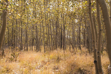 Grove of aspen trees, in early fall in Coloradoの写真素材