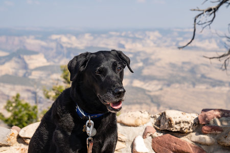 Black labrador dog poses at canyon view at Dinosaur National Monument. Poor air quality and pollution in the areaの写真素材