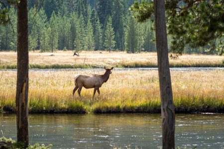 Female elk (cow) grazes in the grassy marsh of the Madison River in Yellowstone National Park, scratching herselfの写真素材