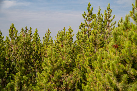 Grove of lodgepole pine trees in Yellowstone National Parkの写真素材