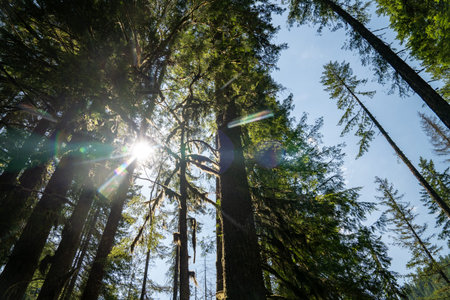 Tall trees in the Mt Baker-Snoqualmie National Forest near Nooksack Falls, looking up at sky with...