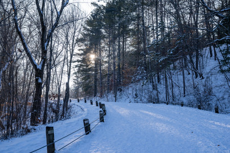 Late afternoon winter sunshine along the trail in William O'Brien State Park Minnesota