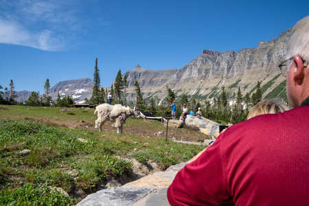 Montana, USA - July 1, 2021: Tourists get too close to a collared mountain goat, roaming near a trail at Logan Pass along Going to the Sun Roadのeditorial素材