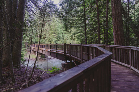 Moody, dark scene along the boardwalk trail along the Trail of the Cedars in Glacier National Park
