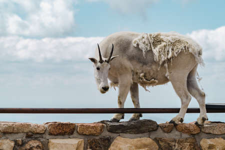 Mountain goat stands on top of a ledge, enjoying the scenic view at the summit of Mt Evans Scenic Byway in Coloradoの写真素材