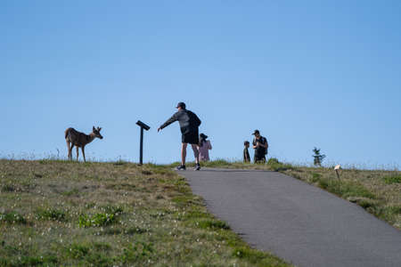Washington, USA - July 9, 2021: Tourists get too close to a deer, along Hurricane Ridge in Olympic National Parkのeditorial素材