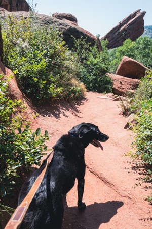 Black labrador retriever dog on a leash goes for a hike in Red Rocks Park in Coloradoの写真素材