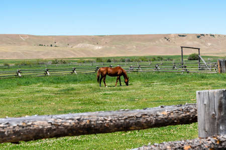 Horse in a pasture on farmland, in a corral during summerの写真素材