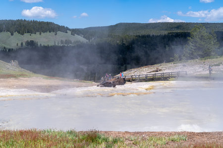 Wyoming, USA - June 28, 2021: Tourists take photos of a bison sitting near a hot spring in the Mud Volcano area of Yellowstone National Parkのeditorial素材