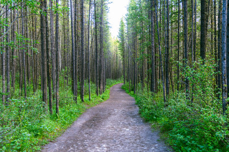 Wooded trail to Troll Falls in Kananaskis Country Alberta Canada