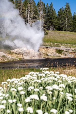Riverside Geyser erupts in Yellowstone National Park, with wildflowers (de-focused) in foregroundの写真素材