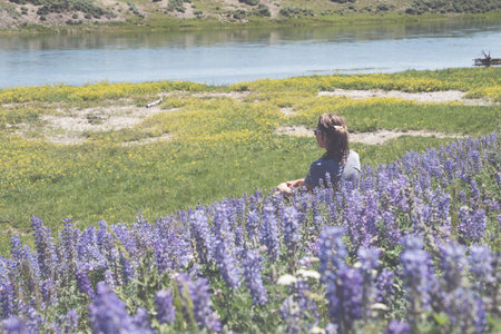 Woman sits in a field of lupine wildflowers along the banks of the Yellowstone Riverの写真素材
