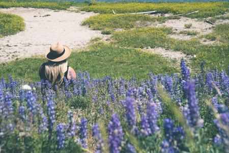 Blonde woman wearing a hat sits in a field of purple lupine wildflowers. Taken in Hayden Valley, Yellowstone National Park Wyomingの写真素材