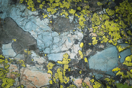 Abstract moss and lichen growing on rocks and granite slabs